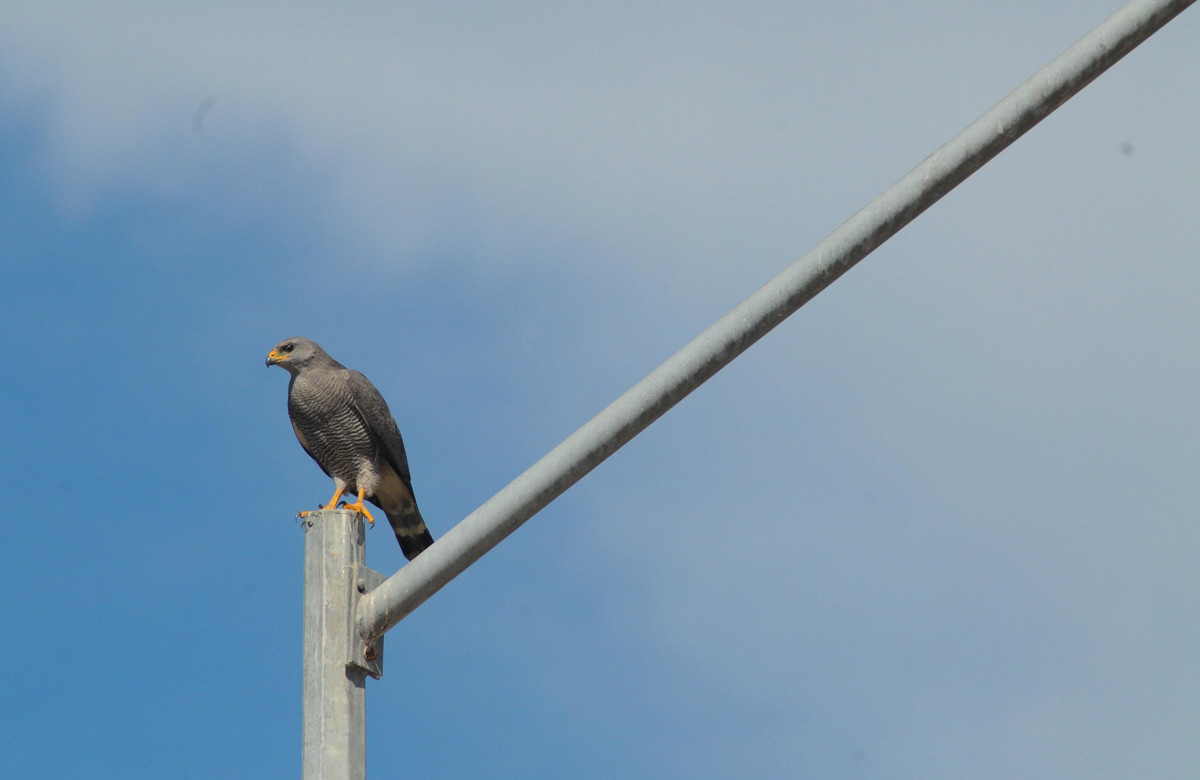 Grey Hawk, Ricardo Urquijo