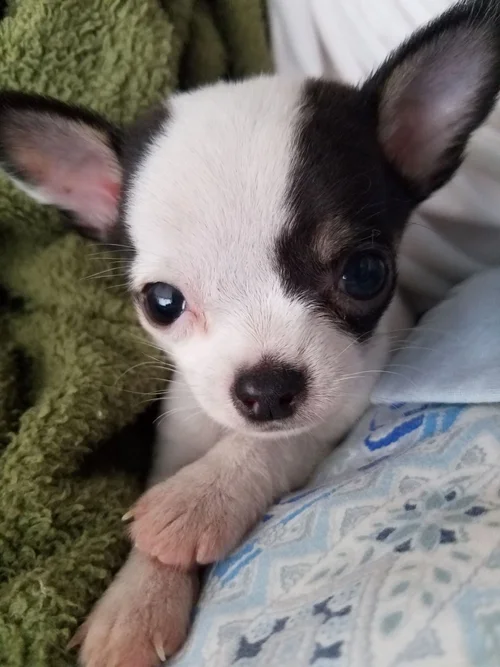 Pets And Vets Reducing Your Vet Bill In Mexico Ventanas Mexico