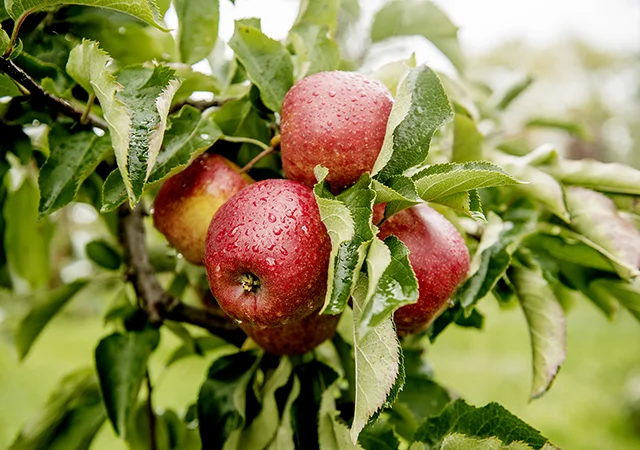 Orskov-Fruit-68.jpg