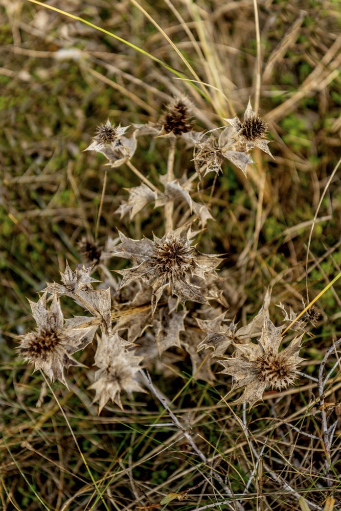 Natur Nationalpark Tranum-12.jpg