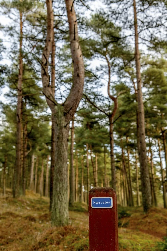 Natur Nationalpark Tranum-17.jpg