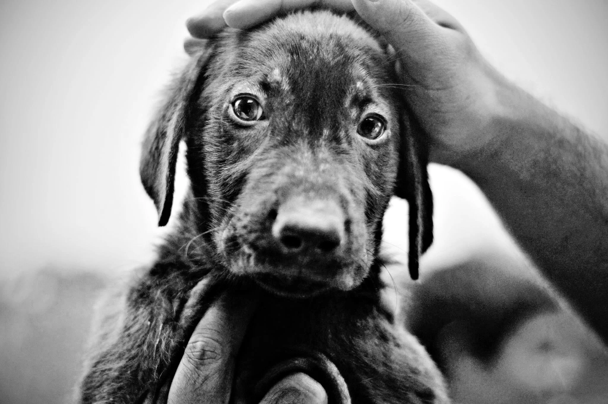 puppeh.jpg