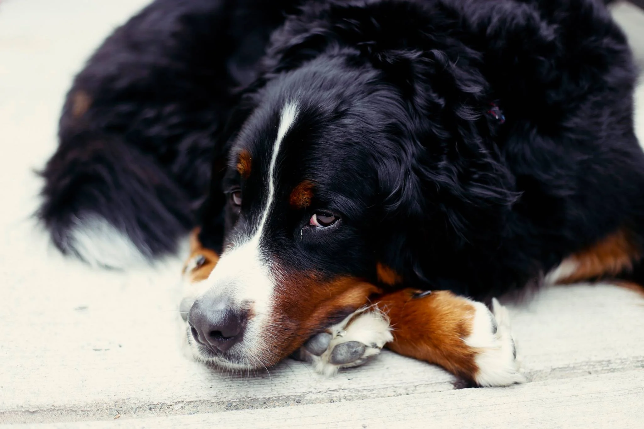 Bently.jpg