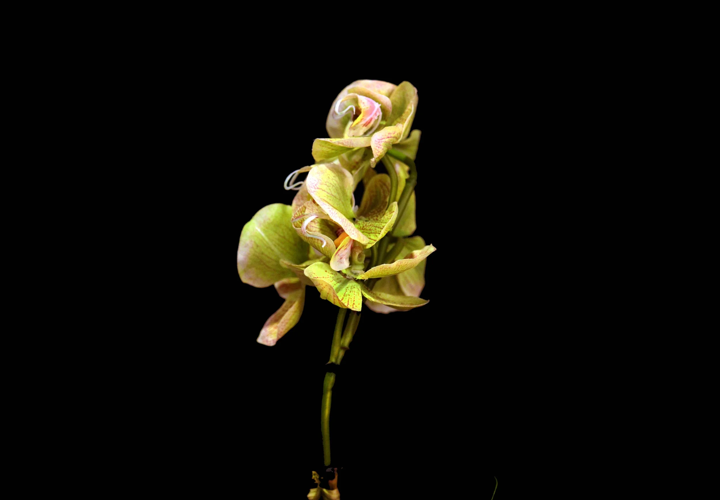IMG_0310v3.jpg