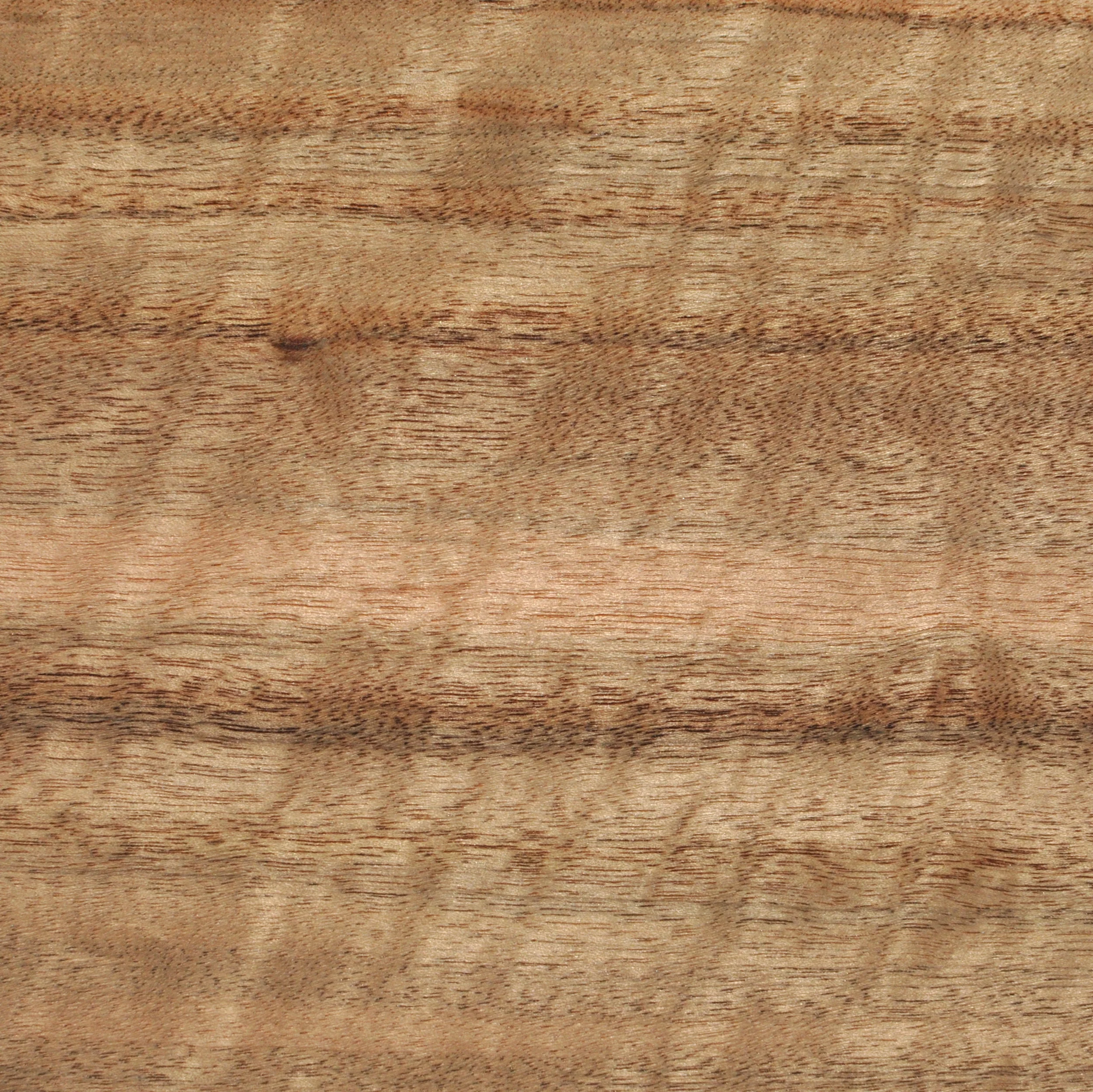 Queensland Walnut