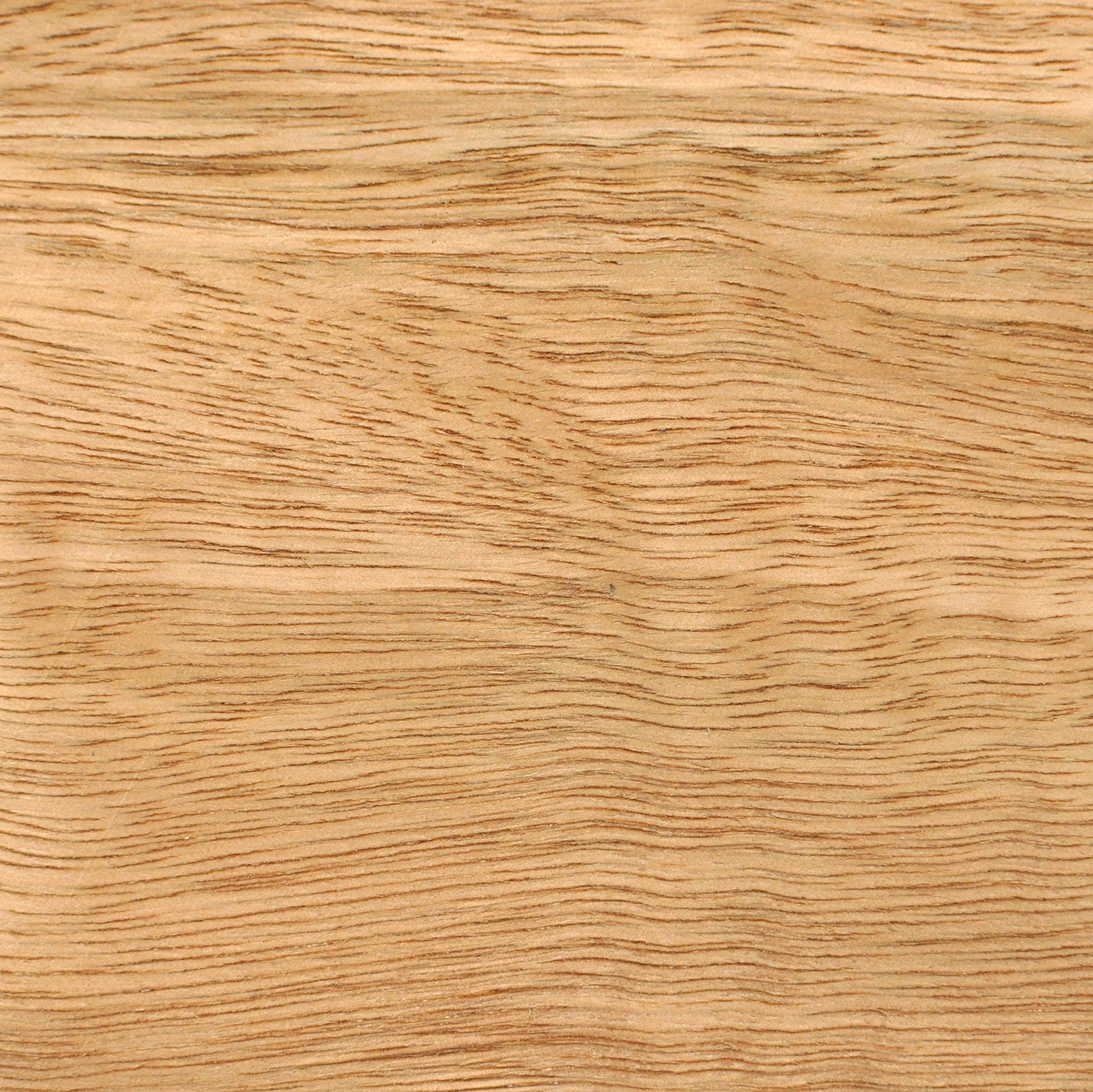 Spotted Gum