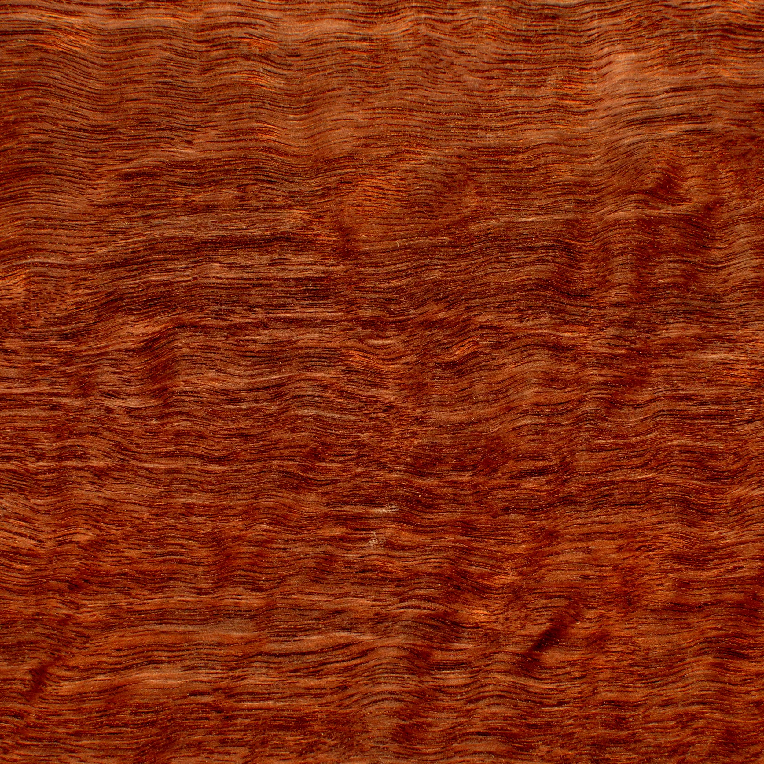 Jarrah