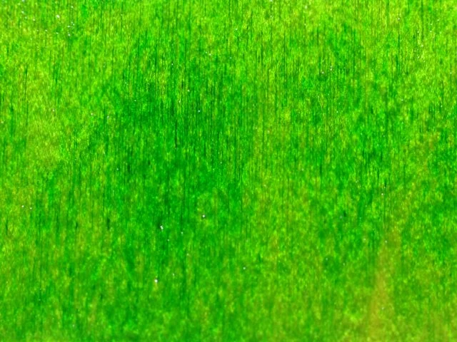 DSC_0017-001.JPG