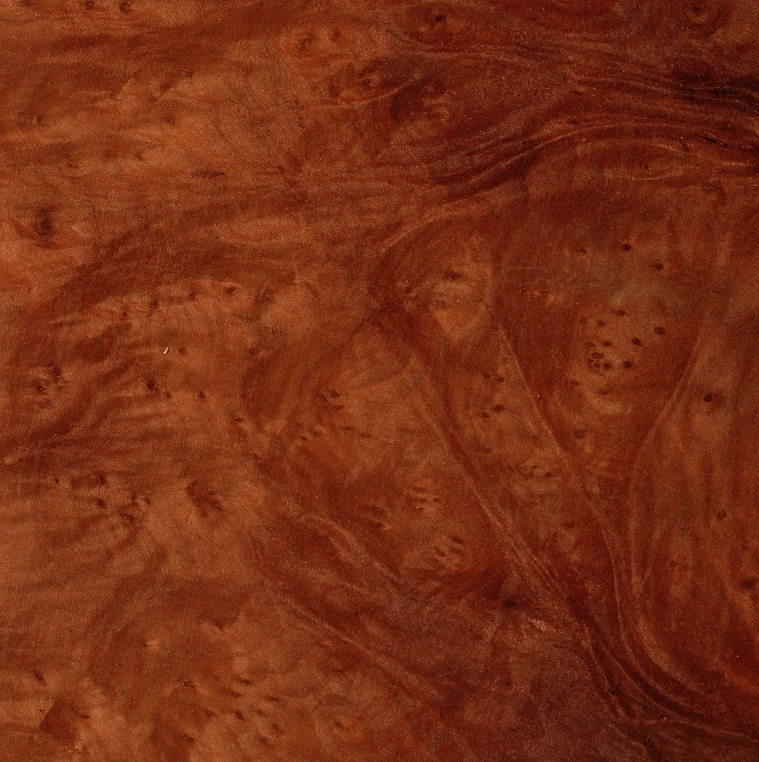 Madrone Burl