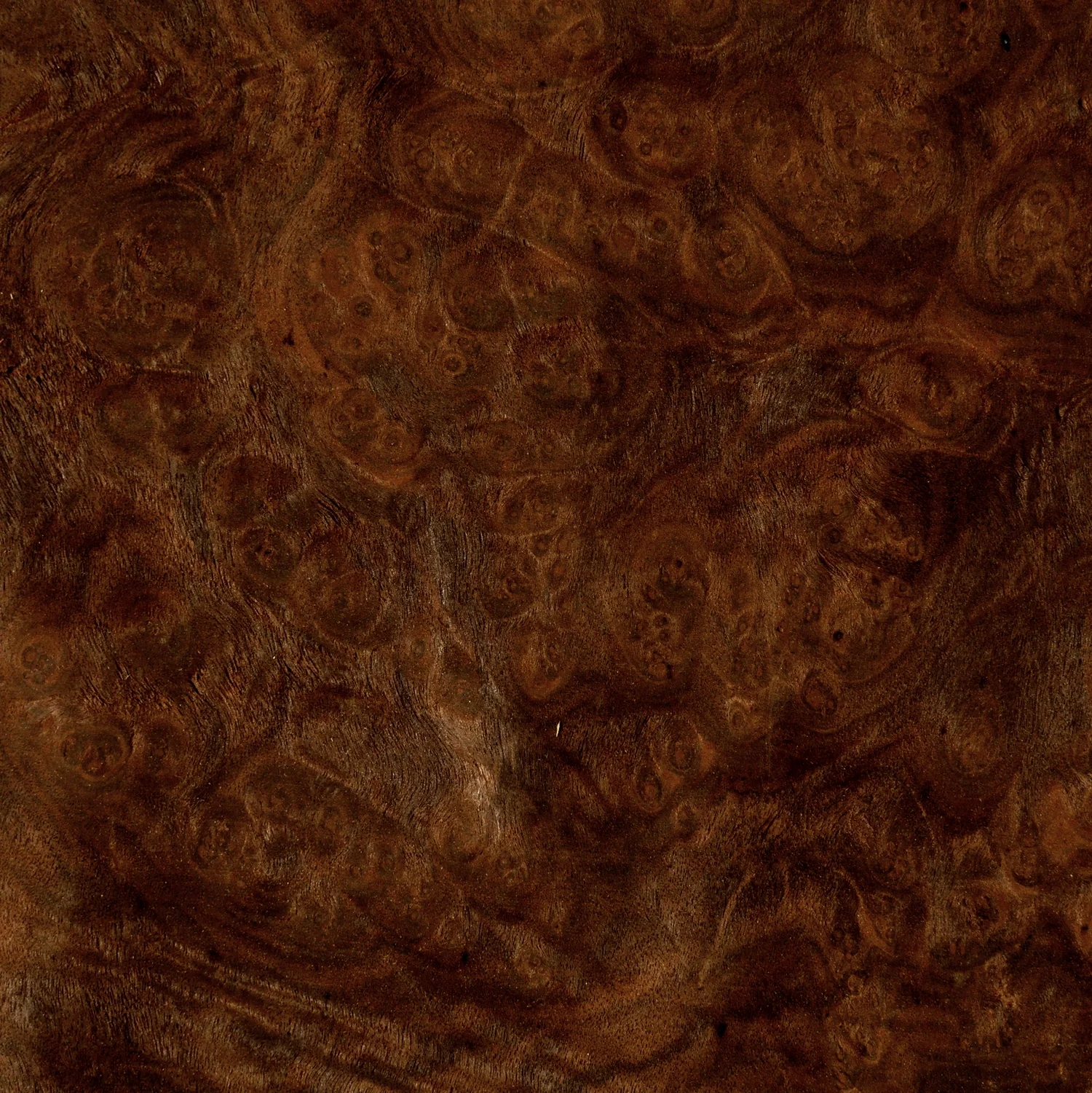 Walnut Burl