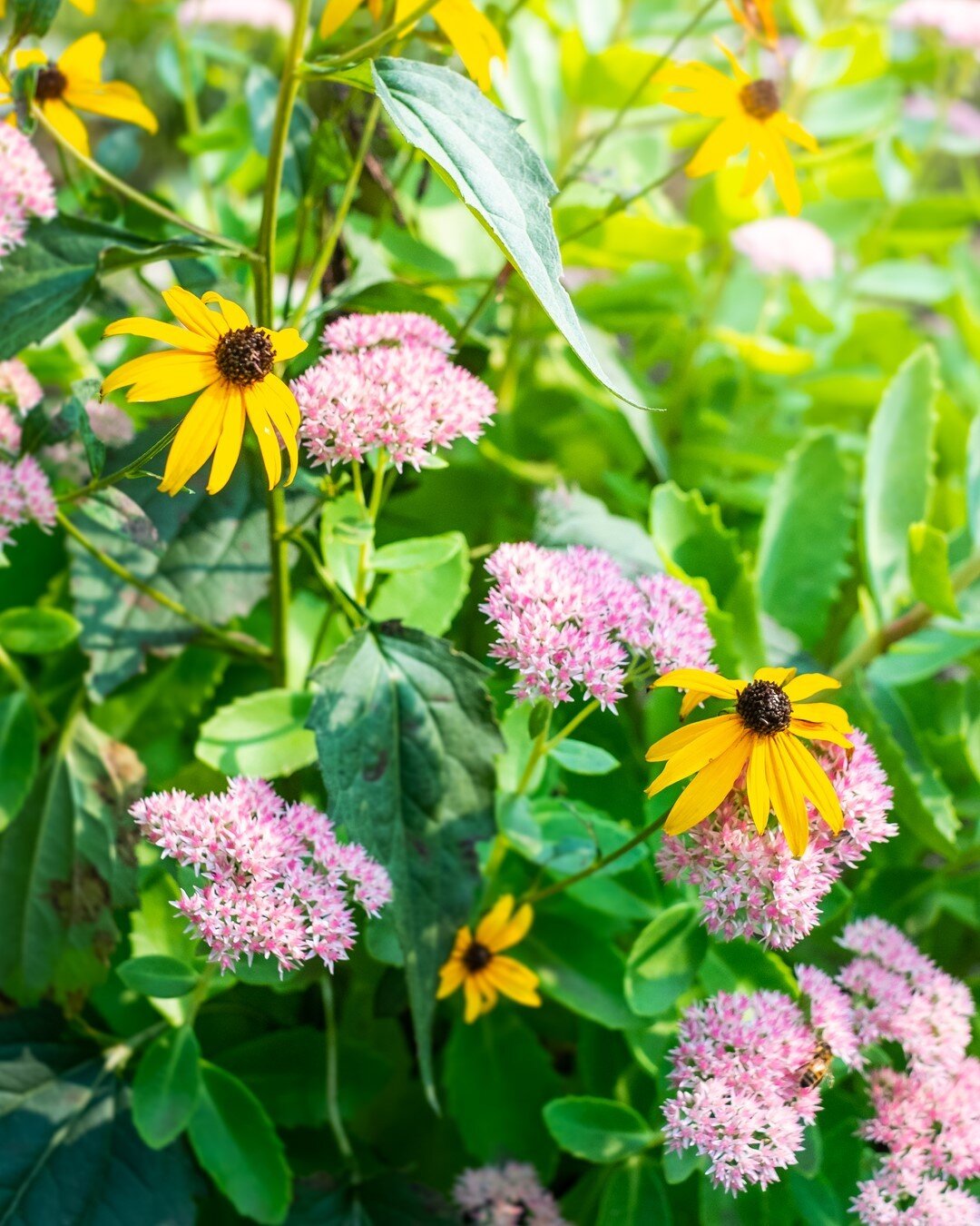 Good morning and happy Monday! Here's some local nature to hopefully inspire you today. It's going to be a hot few days, but should cool off after some rain--who knows though, the weather can be unpredictable. What're your plans for the week? #behind