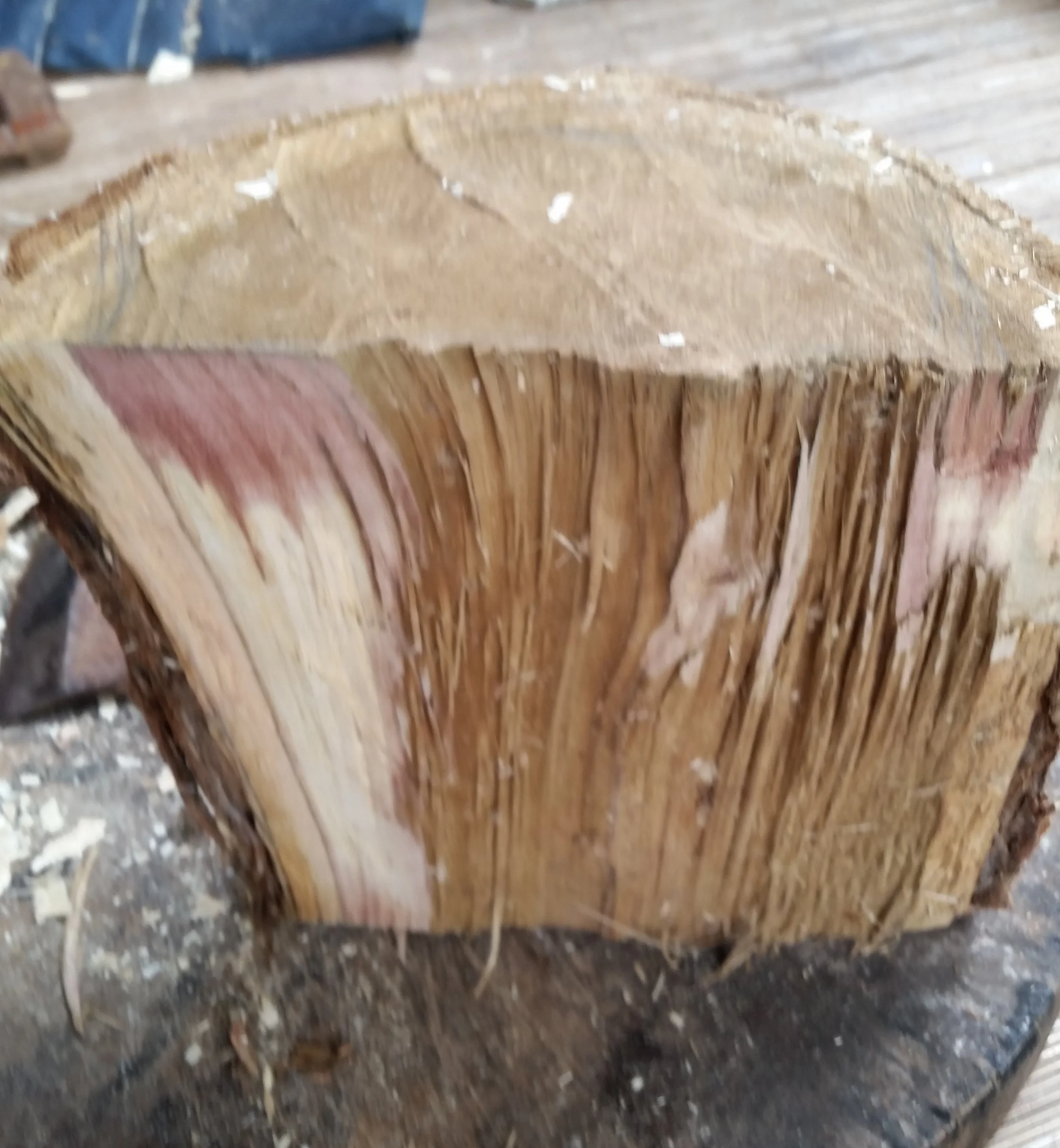 Week two it was on to doing all the steps myself and using a new wood, Hibiscus. It was much harder and denser than the Pule but wonderful to carve since it has beautiful colors that are especially vivid when first cut. The piece of wood was about four finger longer than the normal mask length and I choose to leave that so that I could use it for "hair." 