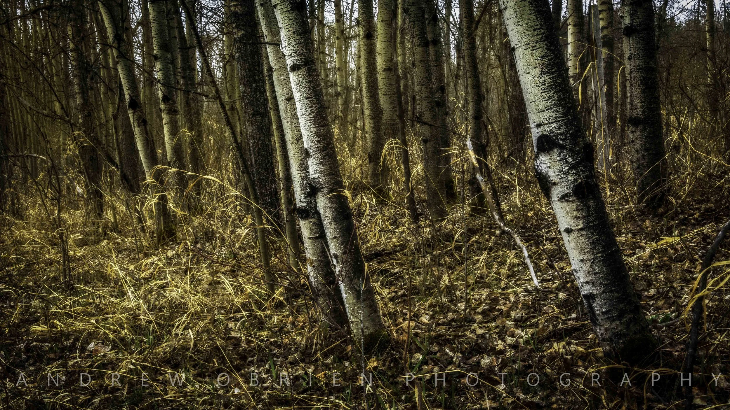_DSC9003-Edit-Edit.jpg