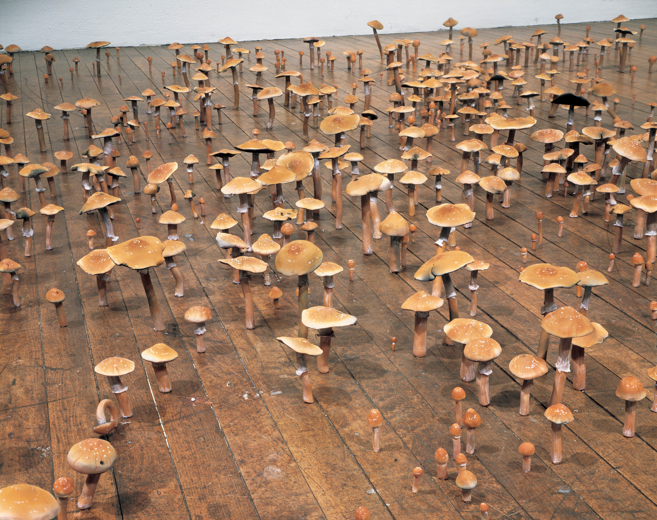  Psilocybe Cubensis Field, 1997, Thermoset polymer, lacquer, oil, and steel, 4 1/4 x 328 x 222 inches 