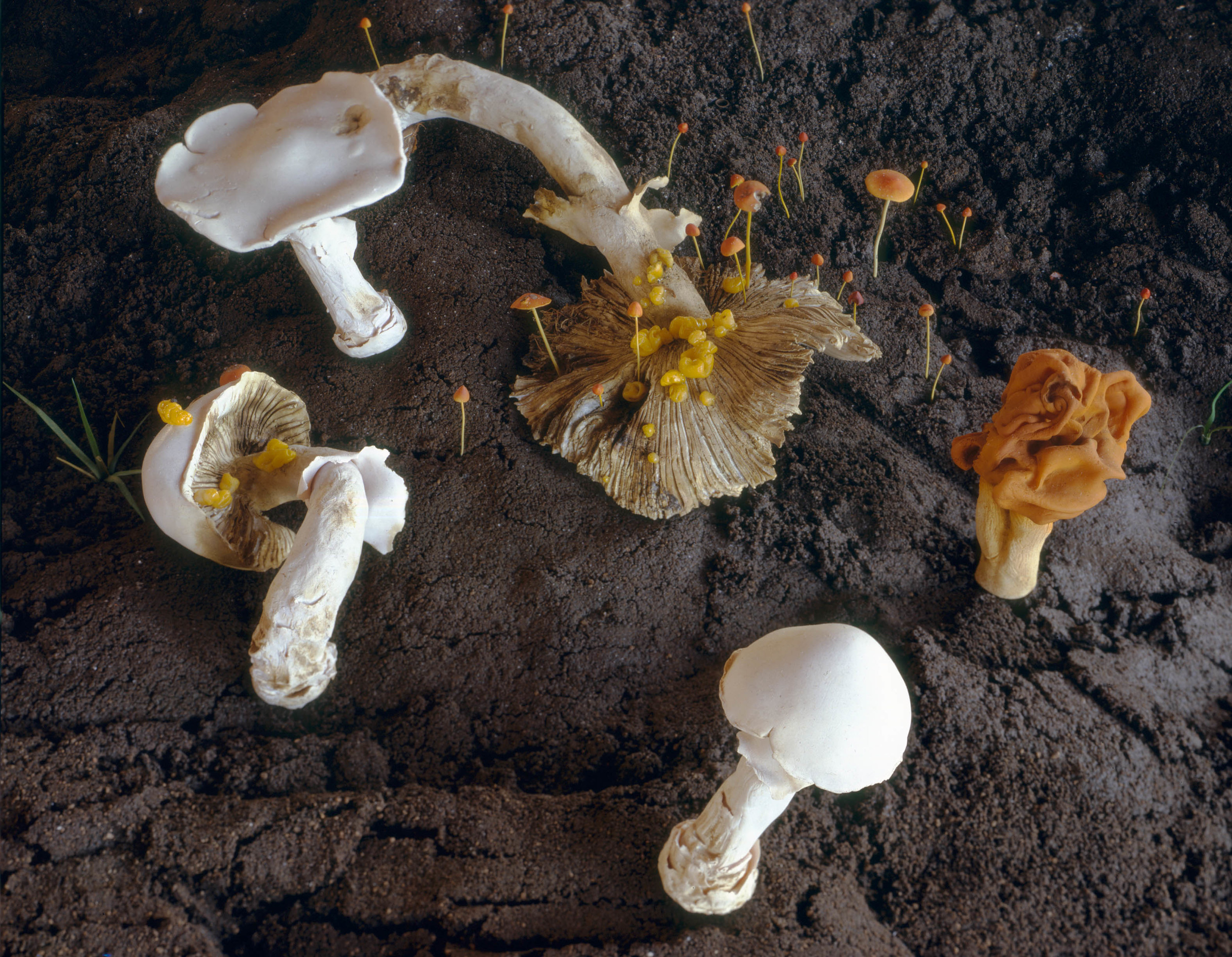  New Fungus Crop, 1999, Epoxy, thermoset polymer, aluminum, wood FETG, lacquer, oil paint, and earth, 35 x 84 x 108 inches 