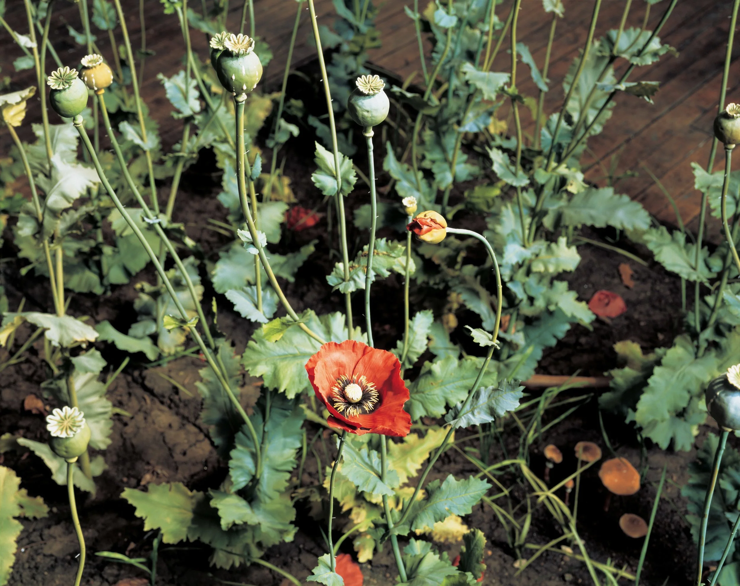 Crop (detail) 1997