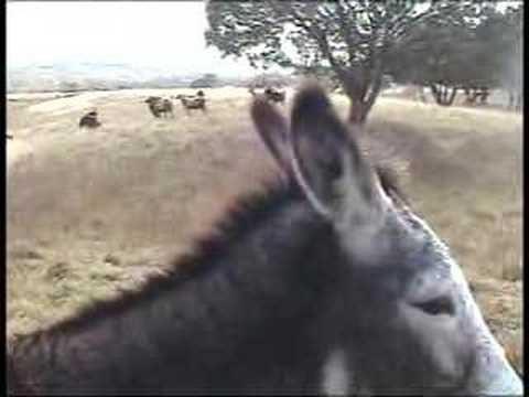 Donkey Talk