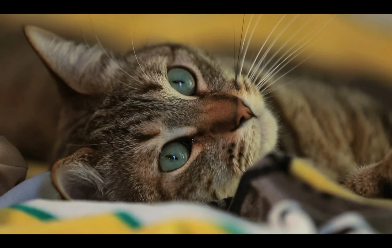 CHATTY CATTIES - Official Trailer (2016)