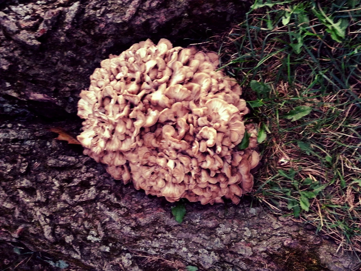 hen of the woods2 .jpeg
