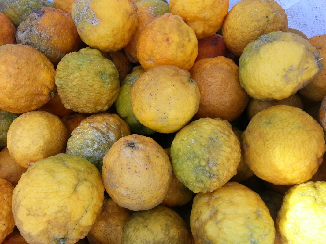 wild lemons.jpeg