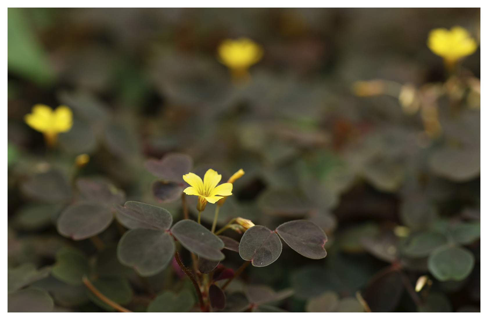 Burgundy Oxalis