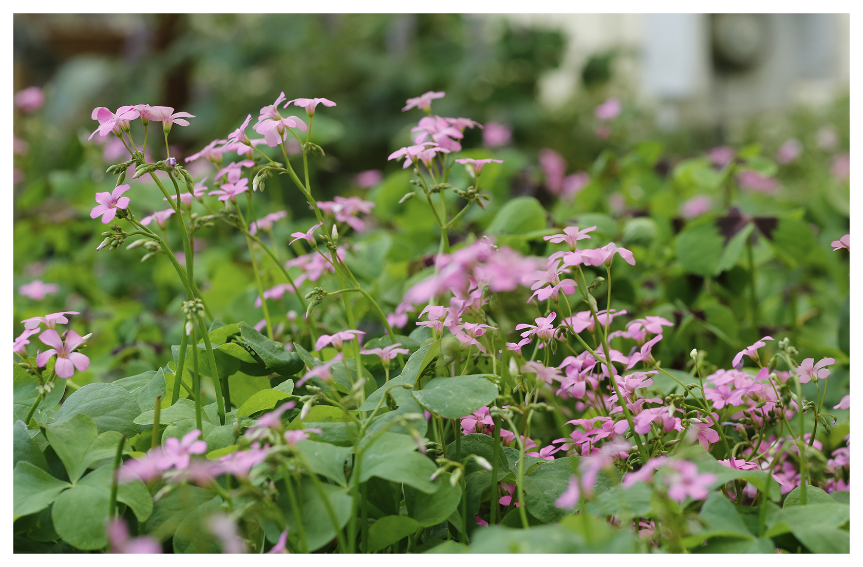 Strawberry Oxalis