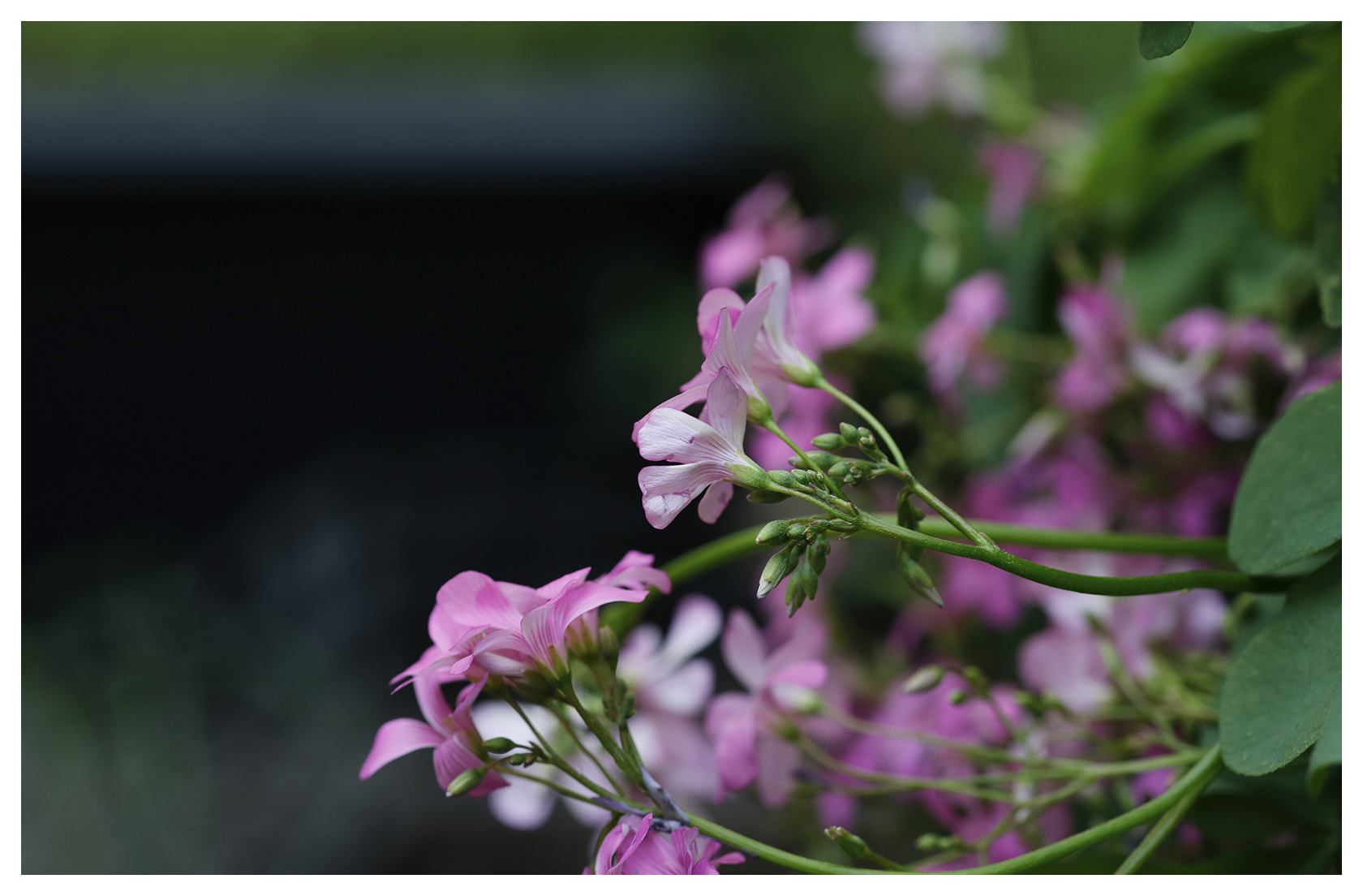 Strawberry Oxalis Blooms