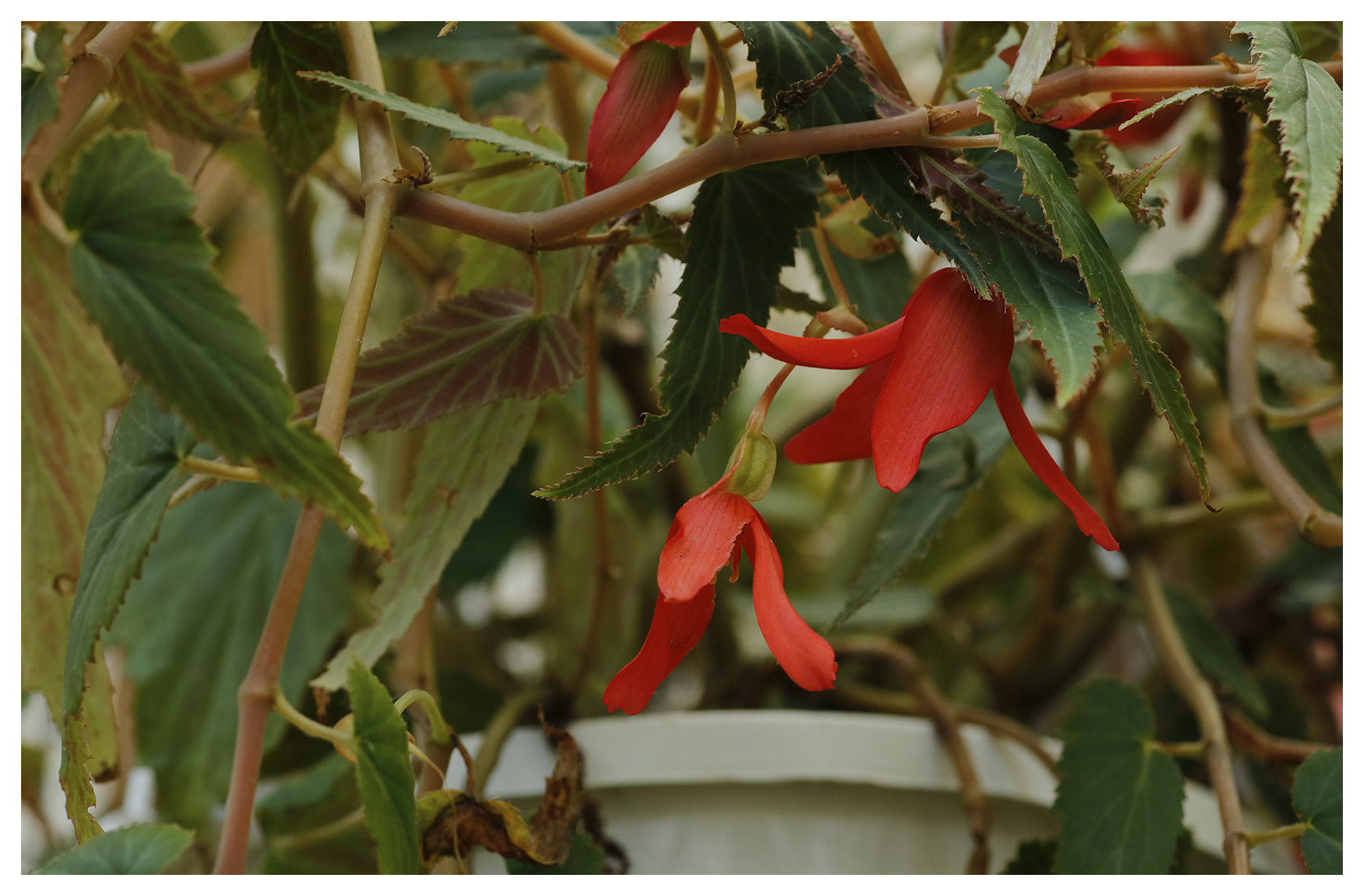 Dragon's Tongue Begonia