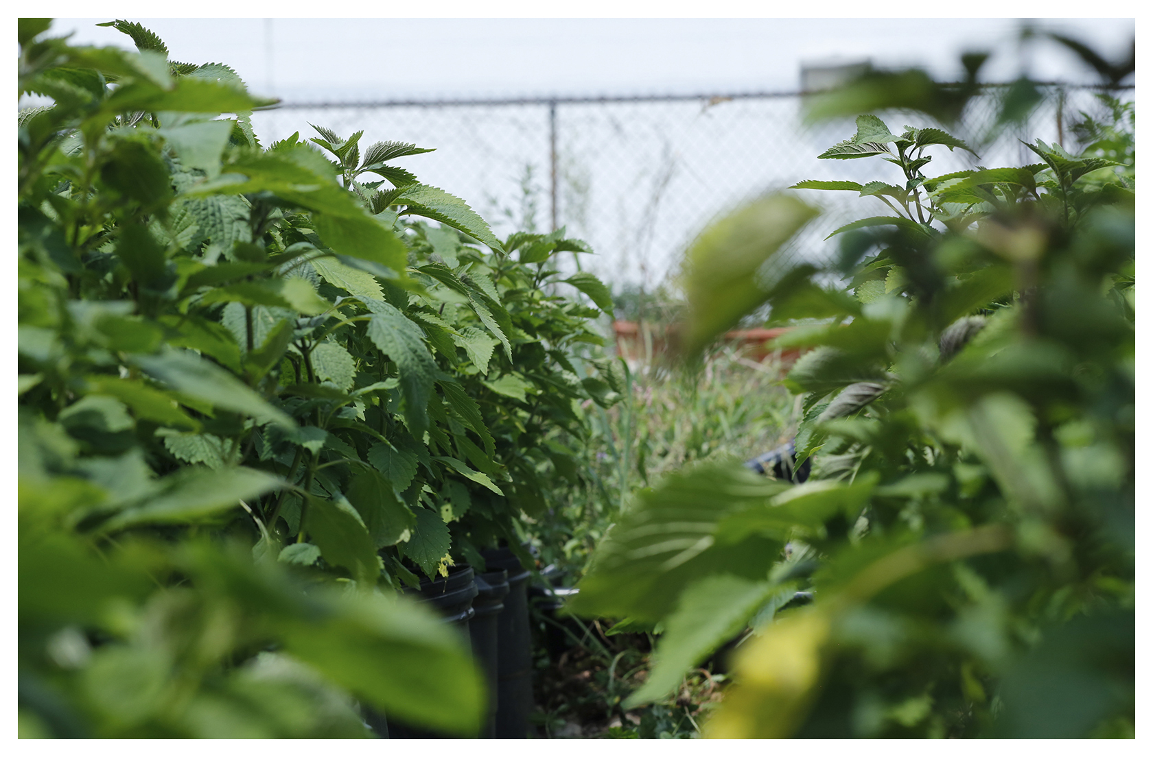 Lemon Shiso