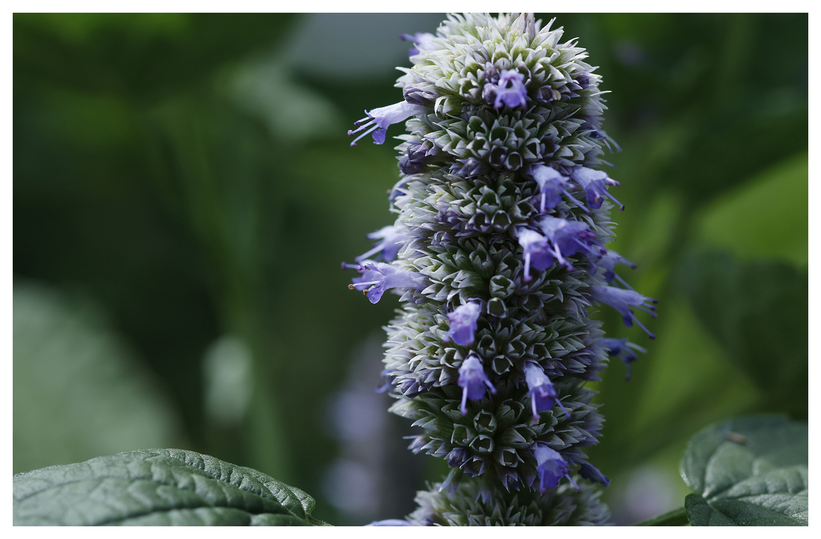 Anise Hyssop