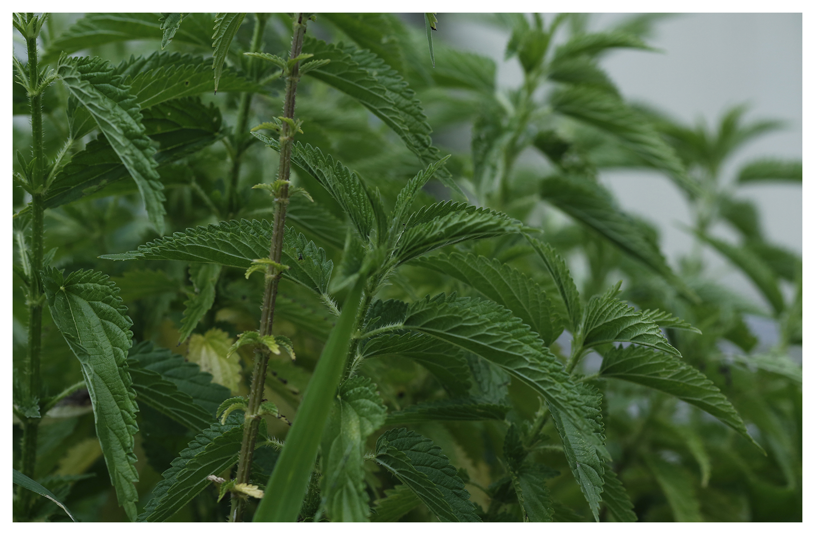 Stinging Nettle