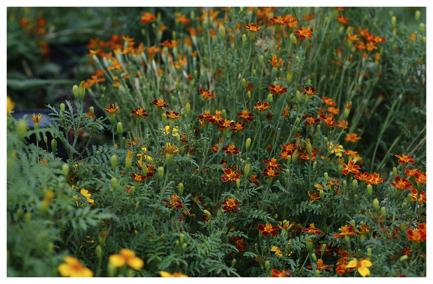 Citrus Gem Marigold