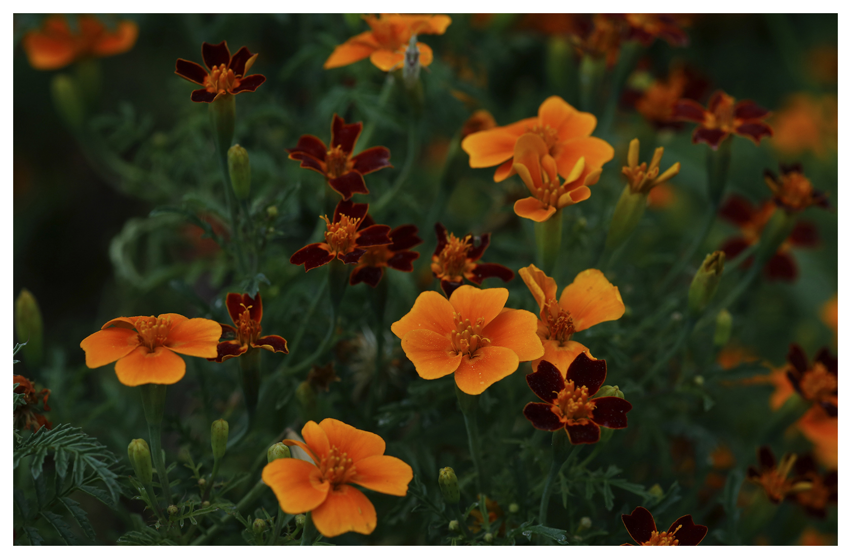 Citrus Gem Marigold