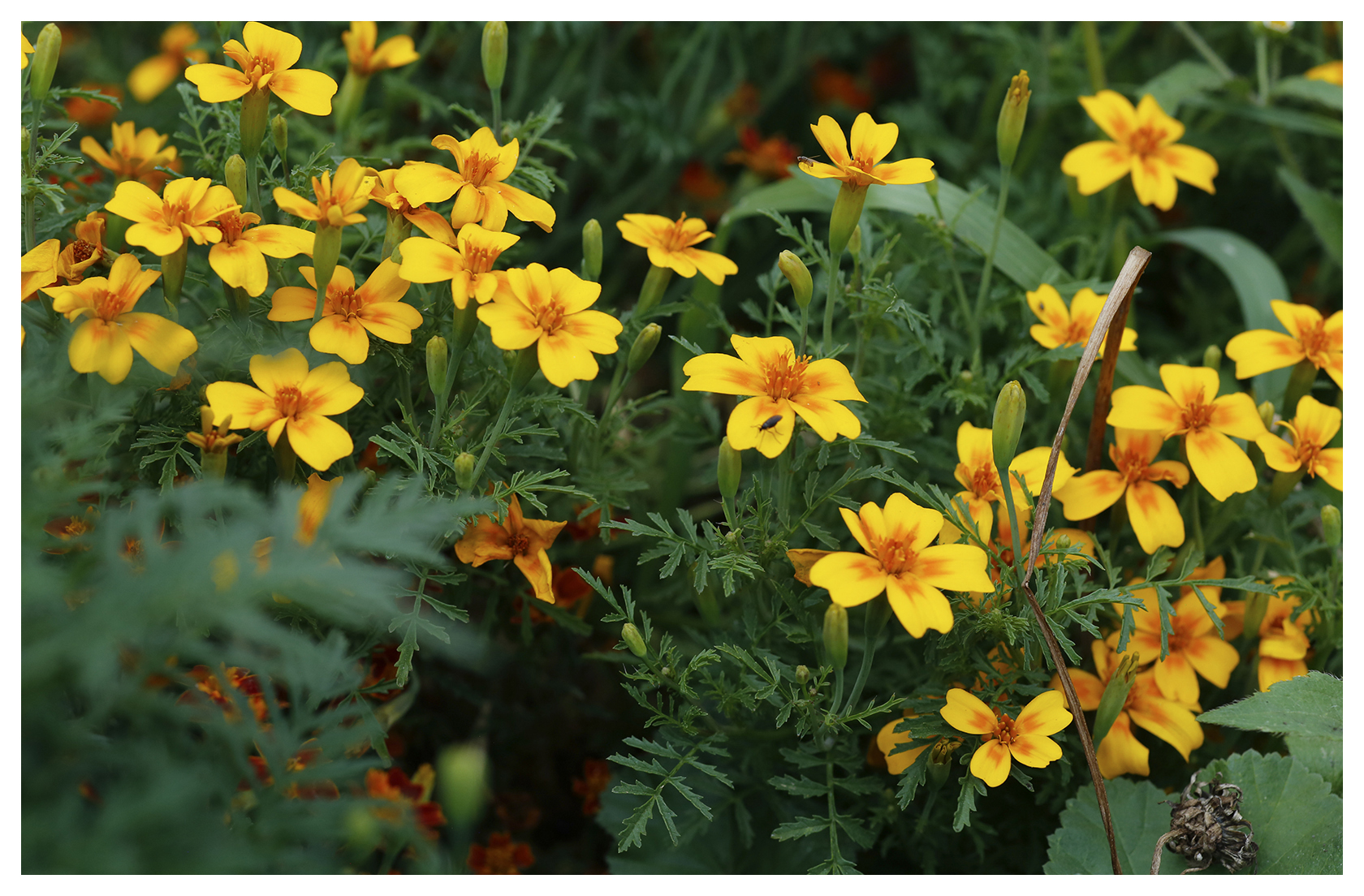 Citrus Gem Marigold