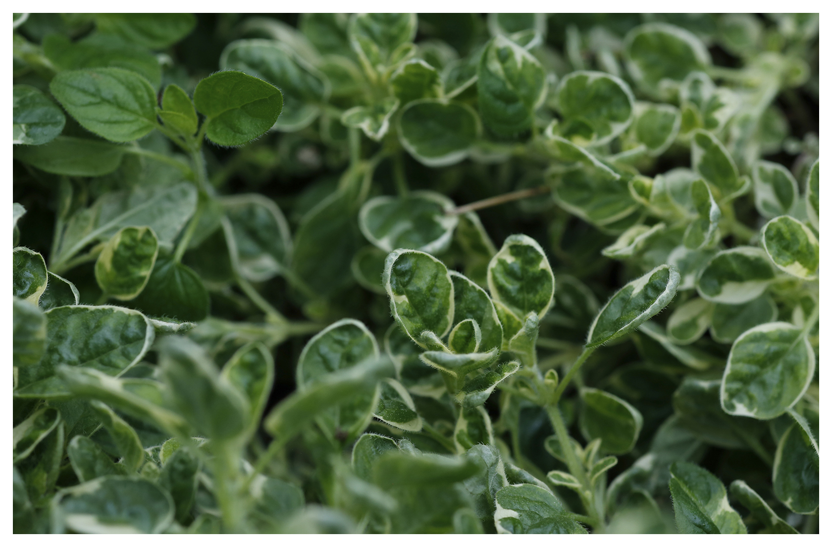 Variegated Oregano