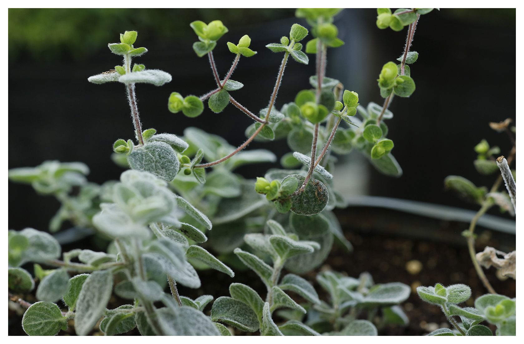 Ditanny of Crete Oregano