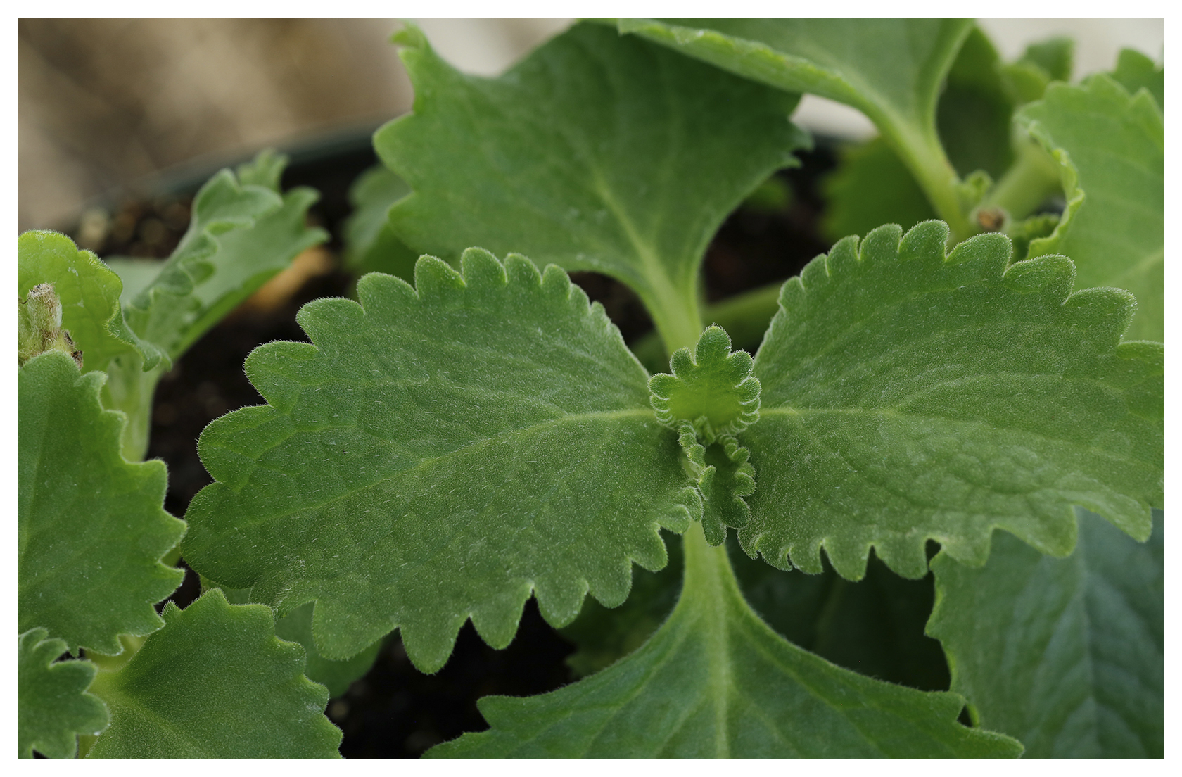 Puerto Rican Oregano