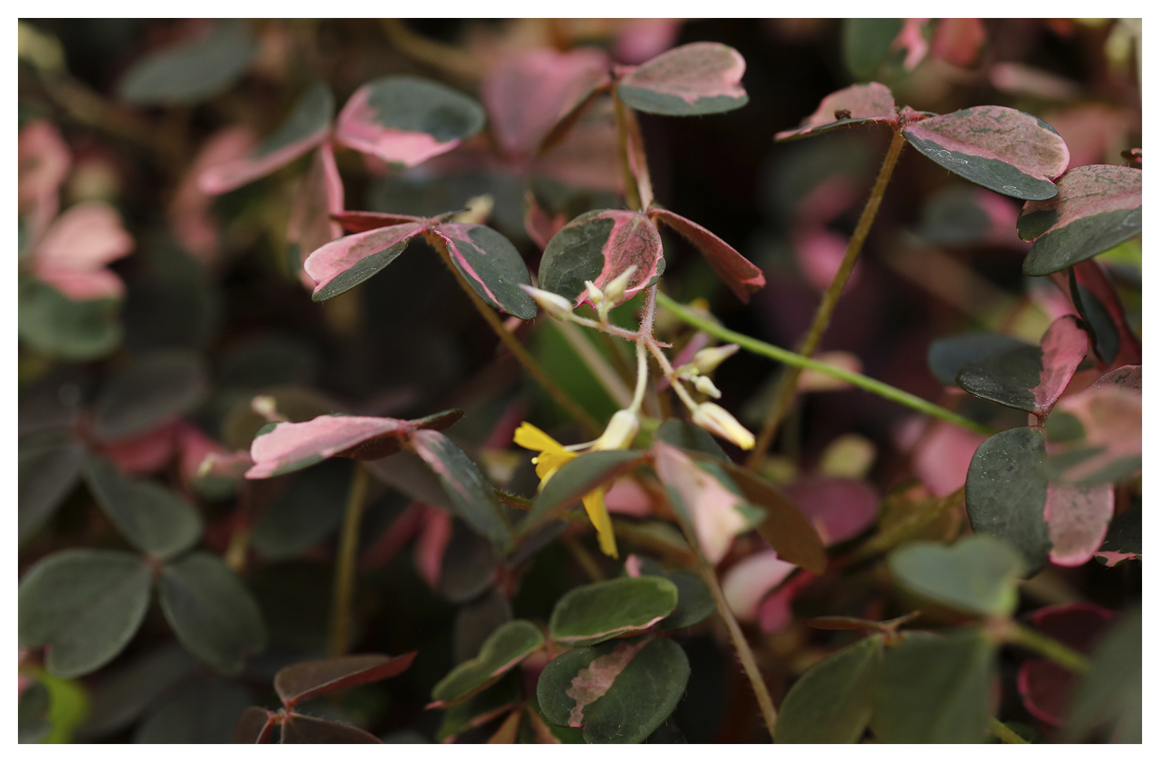 Plum Crazy Oxalis