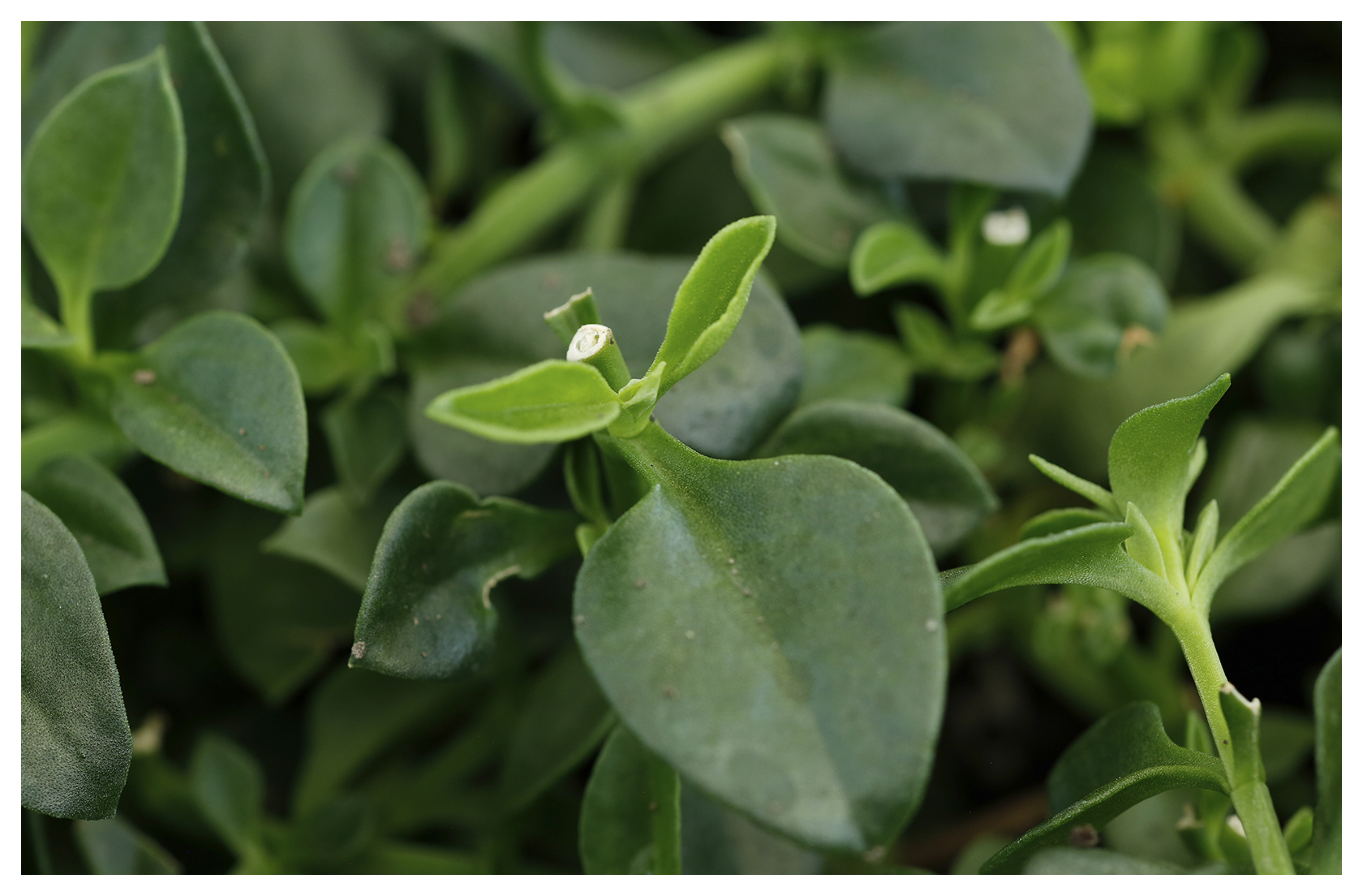 Emerald Crystal Lettuce