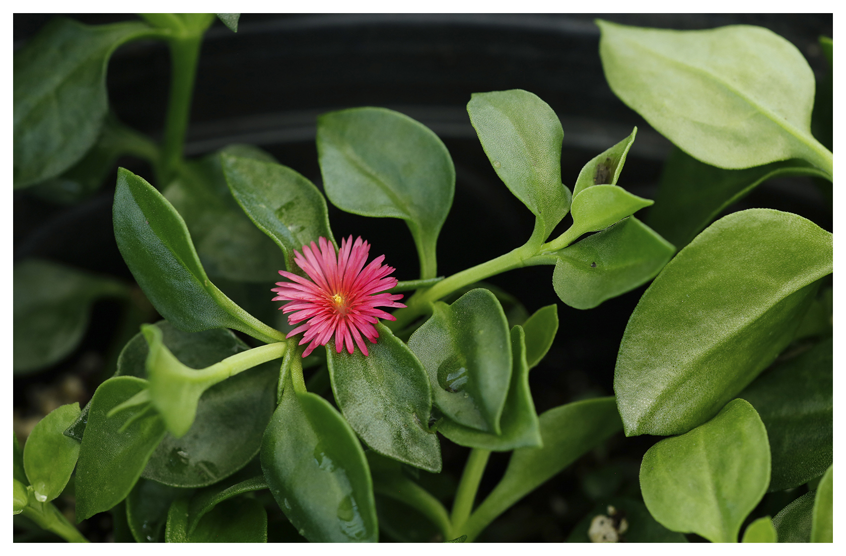 Emerald Crystal Lettuce