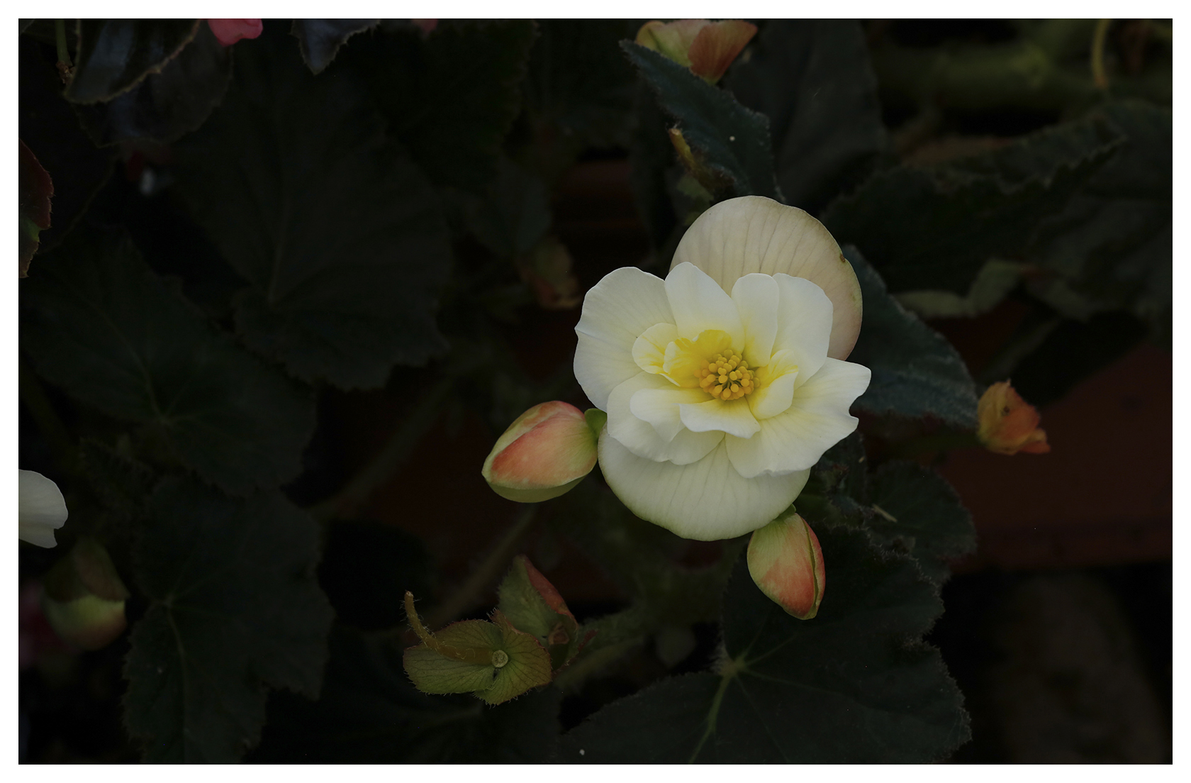 Rose Blossom Begonia