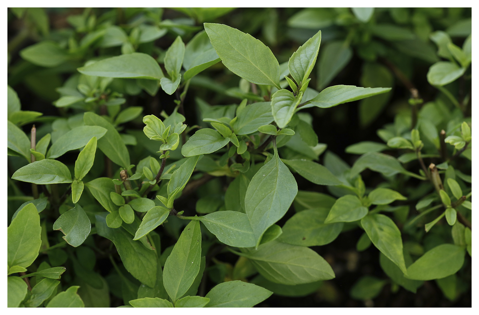 Licorice Basil