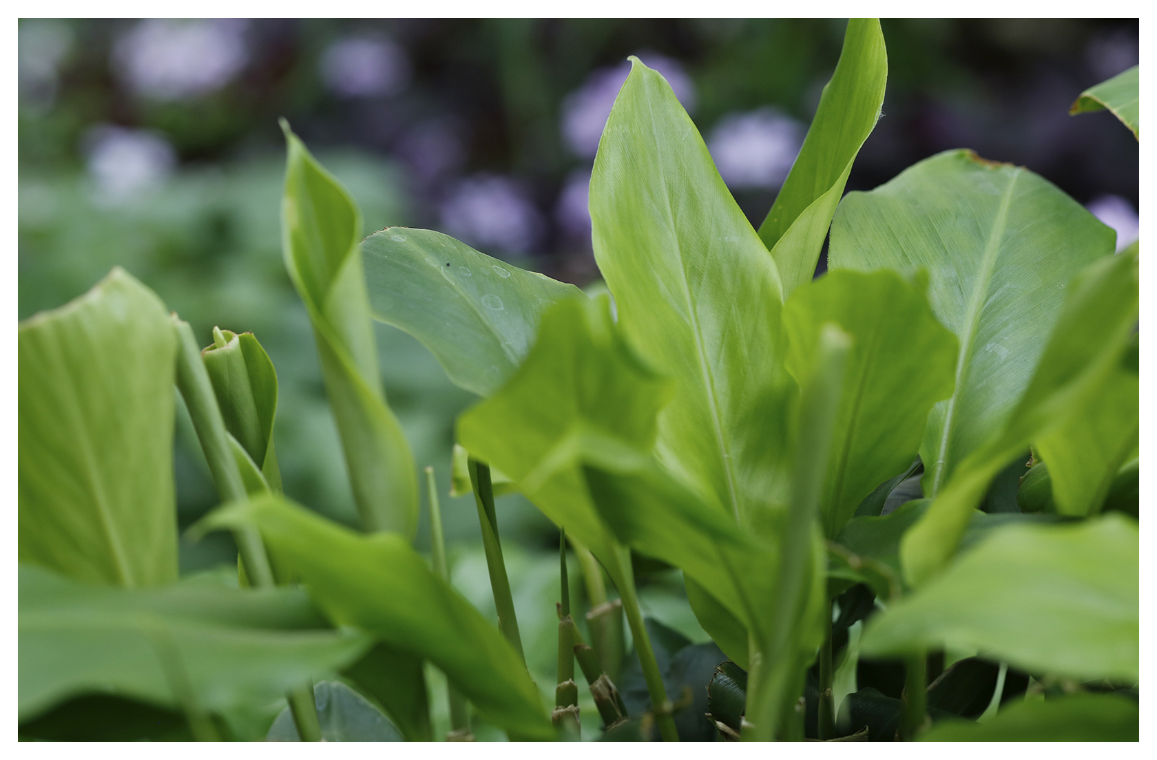 Cardamom Leaf