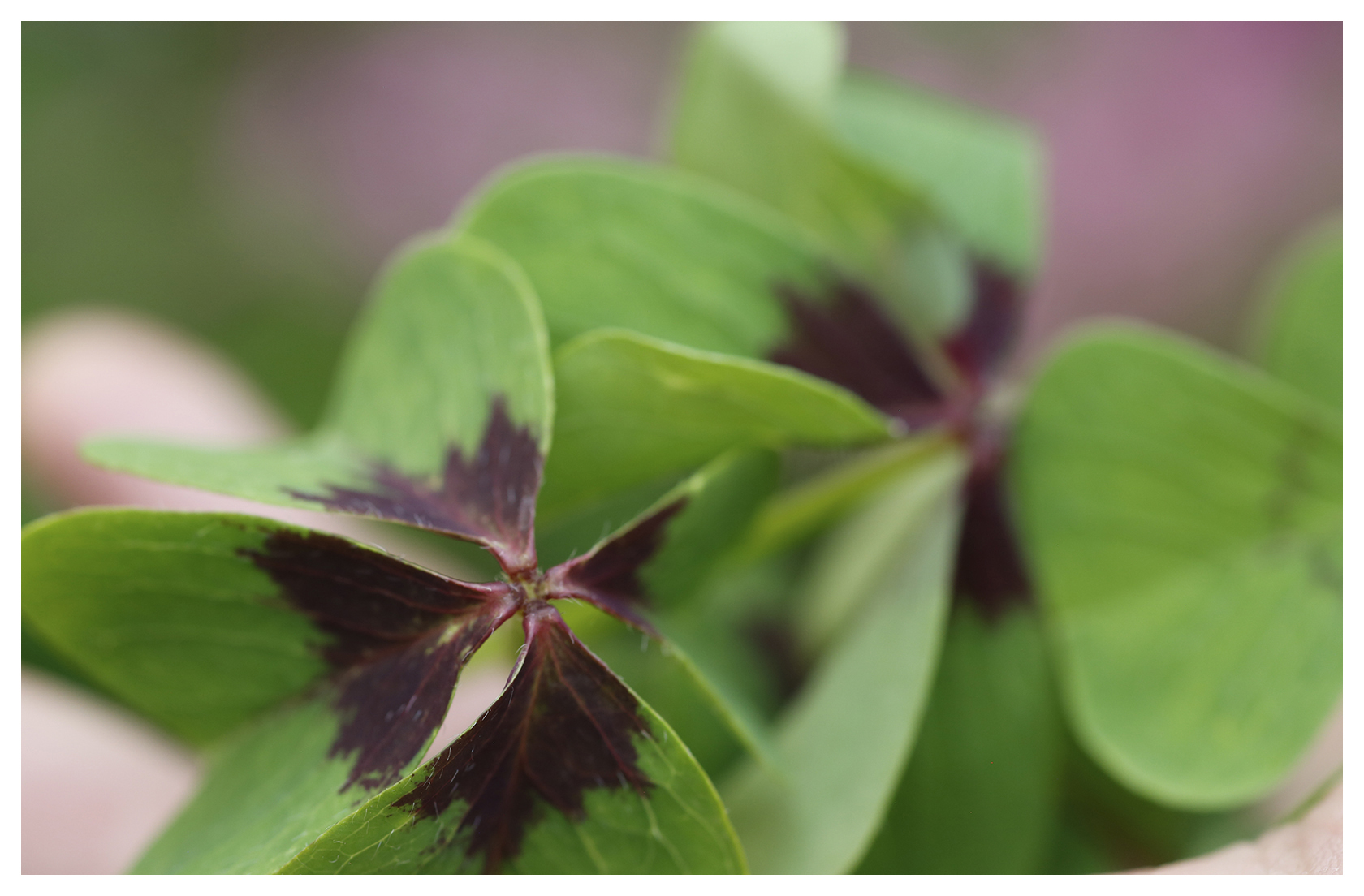 Iron Cross Oxalis