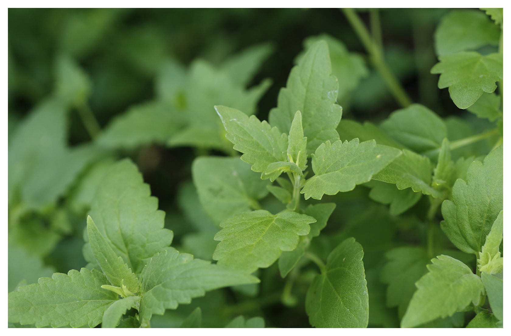 Bubblegum Hyssop