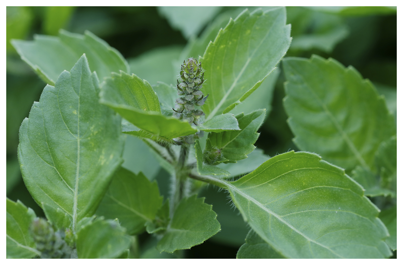 Sacred Vanilla Basil