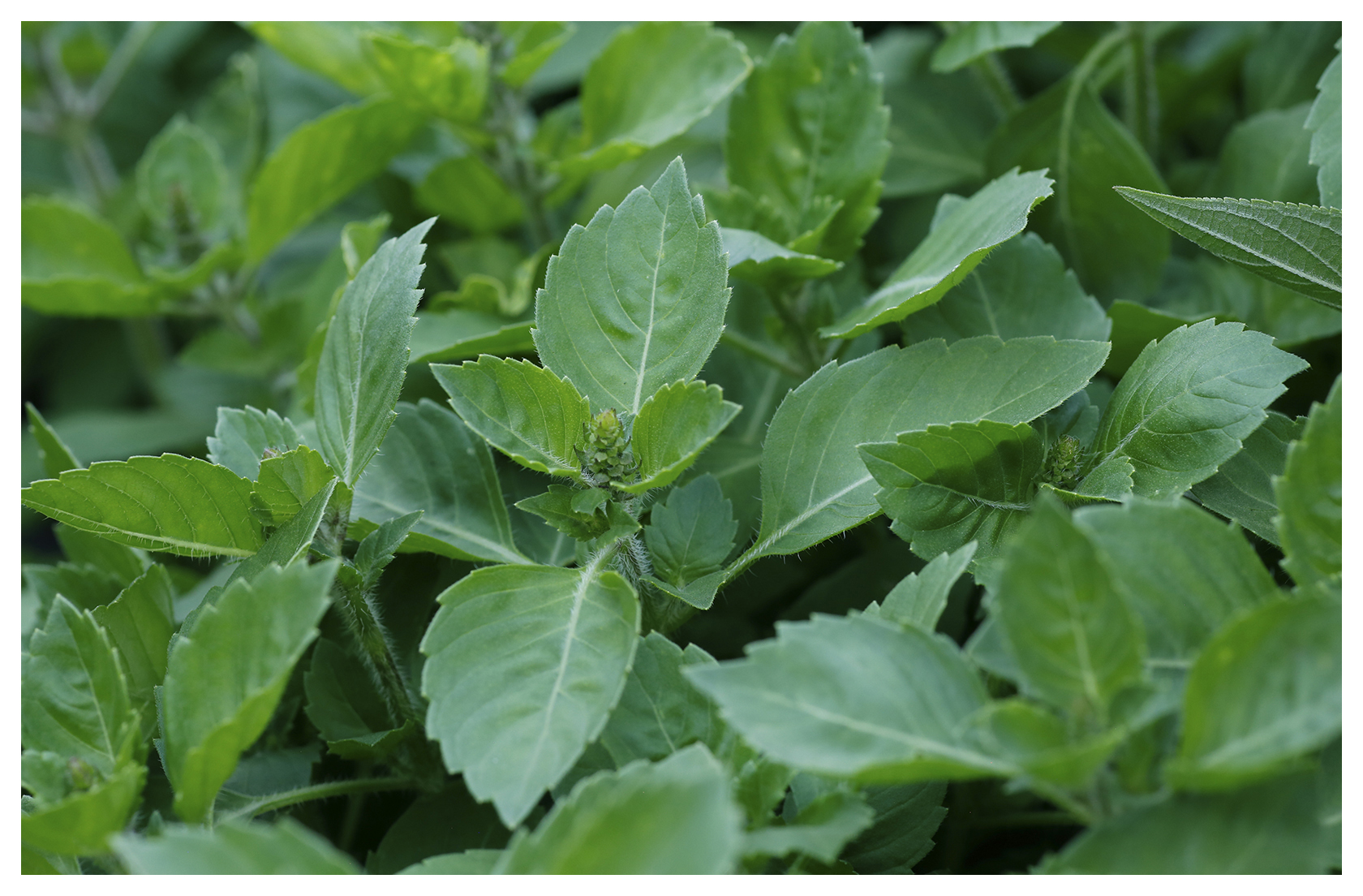 Sacred Vanilla Basil