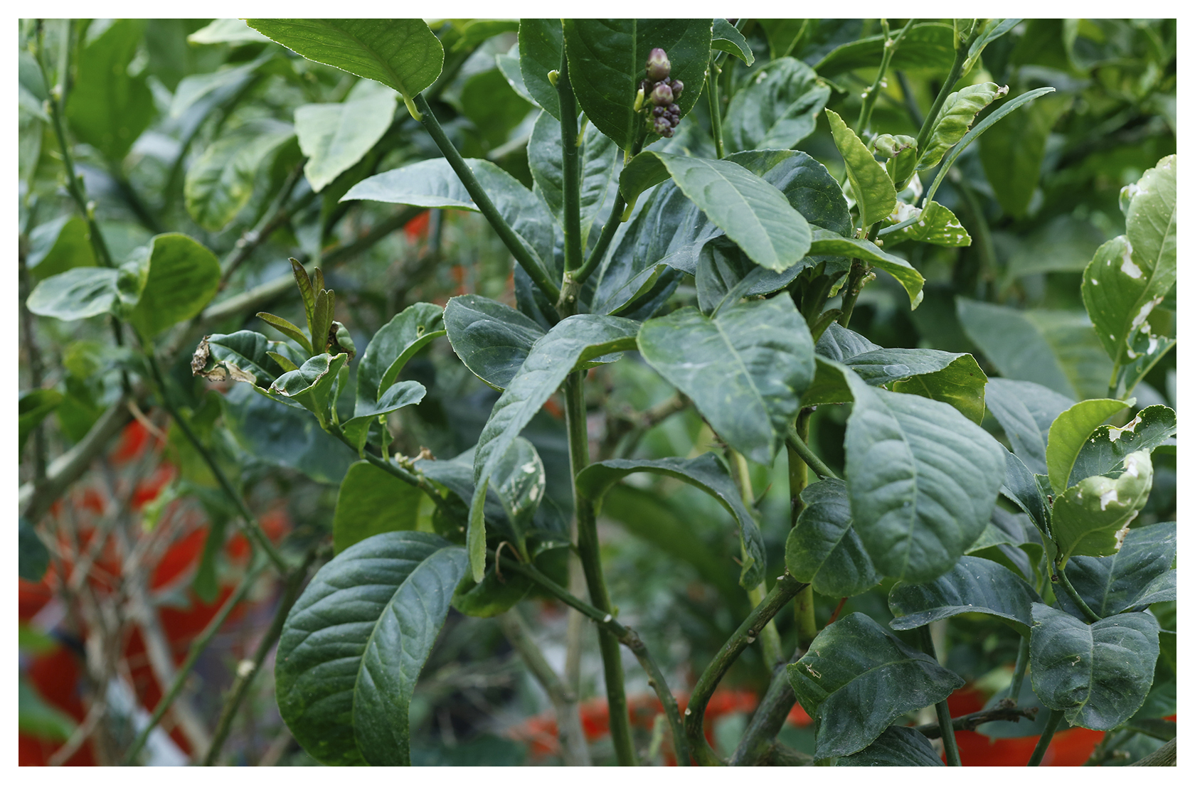 Citrus Leaves