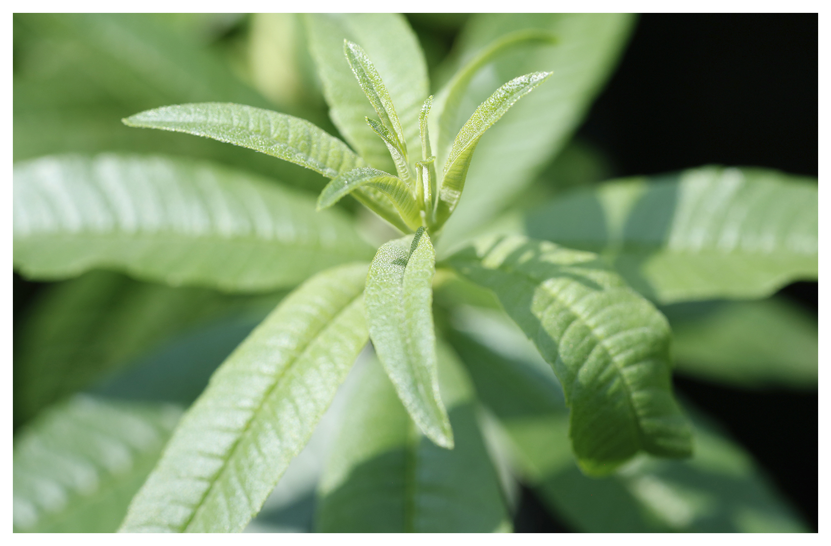 Lemon Verbena