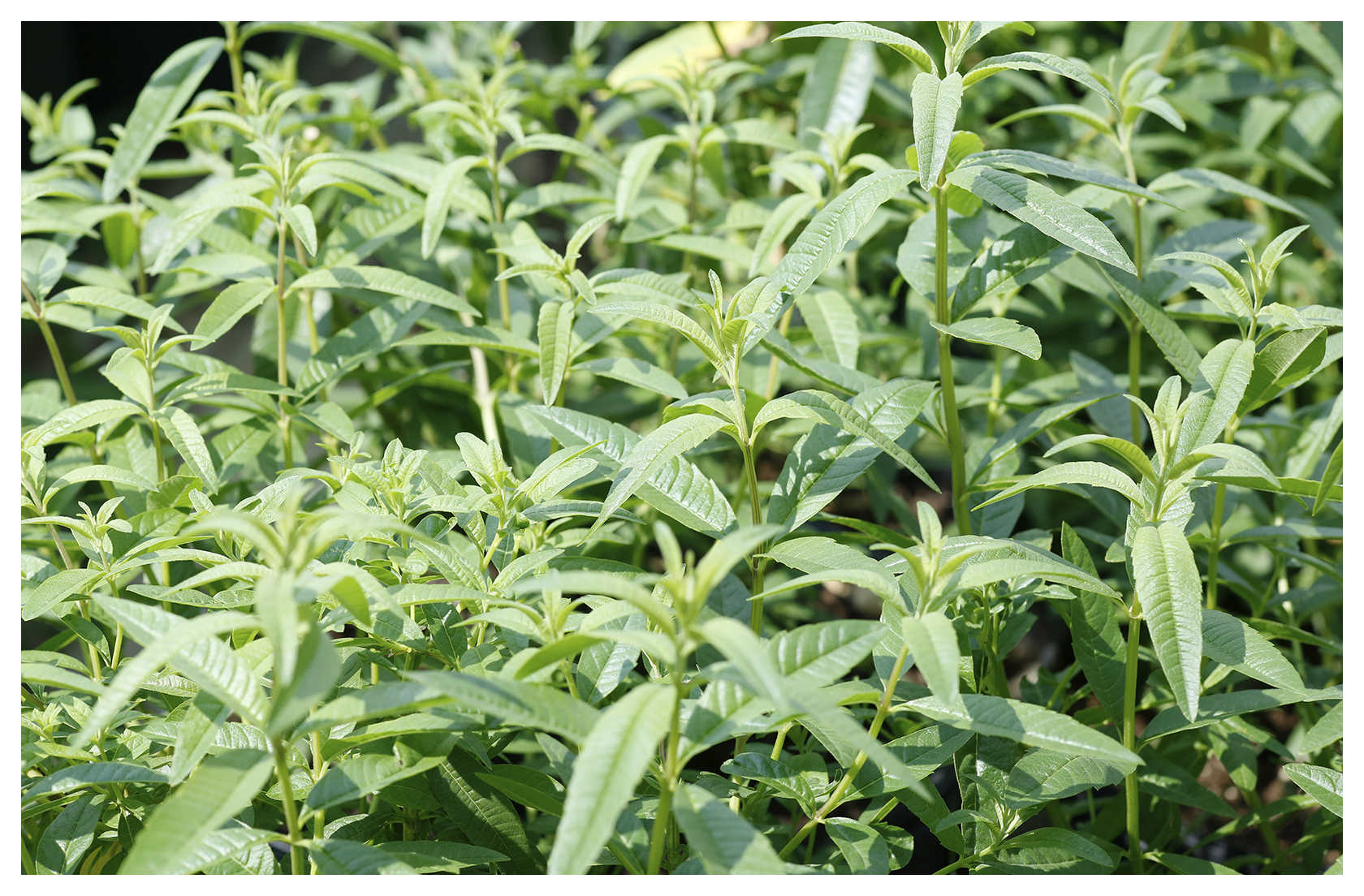 Lemon Verbena